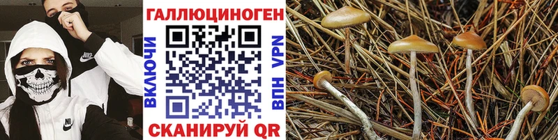 Псилоцибиновые грибы GOLDEN TEACHER  Купить закладки  Навашино 